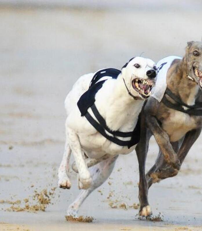 Nottingham Greyhounds